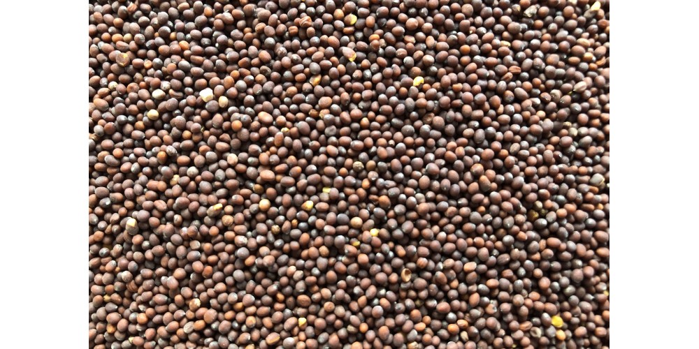 Brown Mustard organic seeds